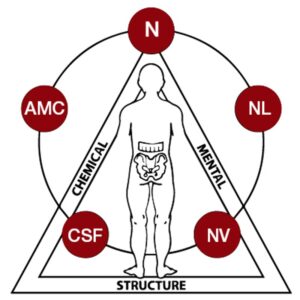 Scopri di più sull'articolo Kinesiologia Applicata