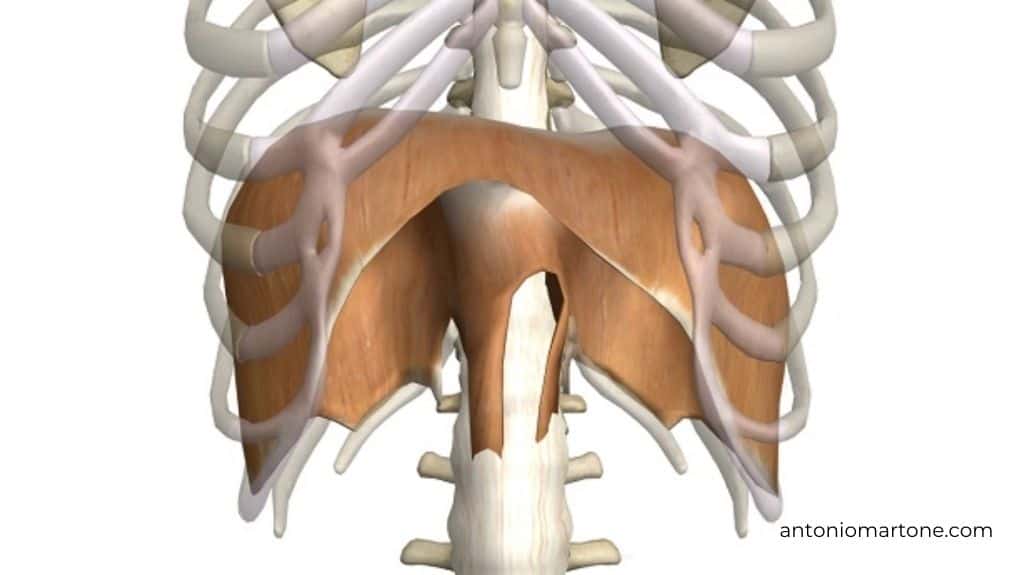 Anatomia del diaframma