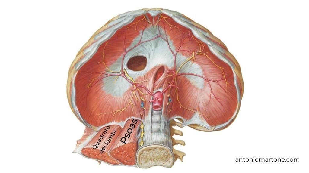 Diaframma visto dal basso con i muscoli psoas e quadrato dei lombi