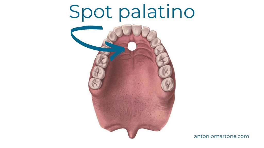 spot palatino e postura